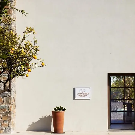 Citrus Grove Luxury Skaleta